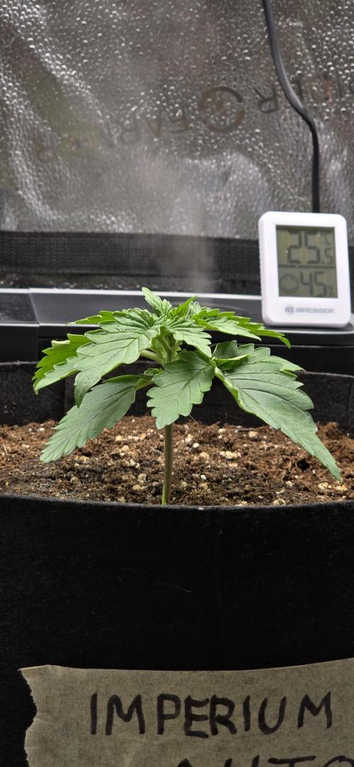🔥3 Strains Chaos - Anesia Seeds grow. Week 2 - Imperium X Day 11