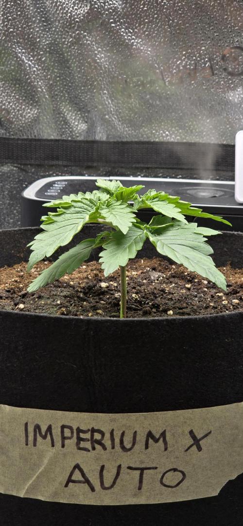 🔥3 Strains Chaos - Anesia Seeds grow. Week 2 - Imperium X Day 12