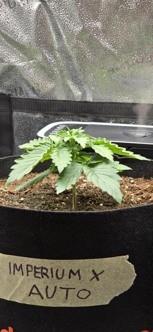 🔥3 Strains Chaos - Anesia Seeds grow. Week 2 - Imperium X Day 13
