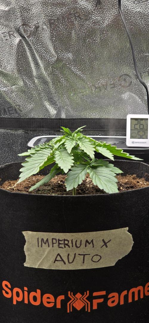 🔥3 Strains Chaos - Anesia Seeds grow. Week 2 - Imperium X Day 14