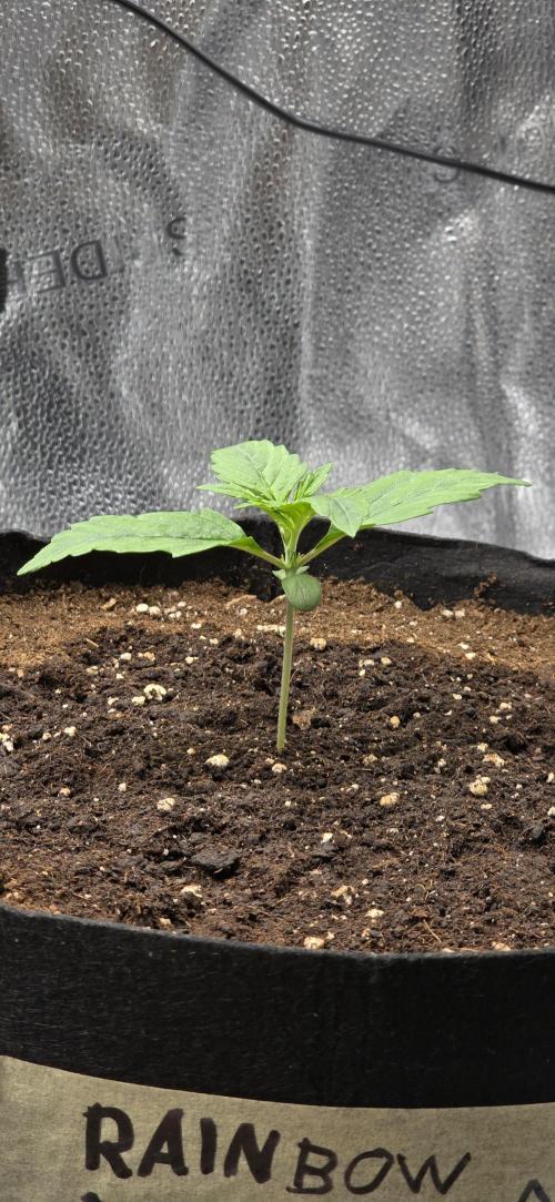 🔥3 Strains Chaos - Anesia Seeds grow. Week 2 - Rainbow Donut Day 8