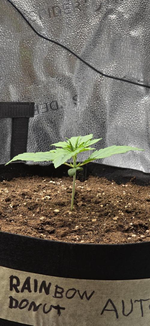 🔥3 Strains Chaos - Anesia Seeds grow. Week 2 - Rainbow Donut Day 9