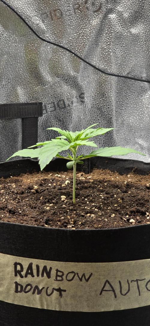 🔥3 Strains Chaos - Anesia Seeds grow. Week 2 - Rainbow Donut Day 10
