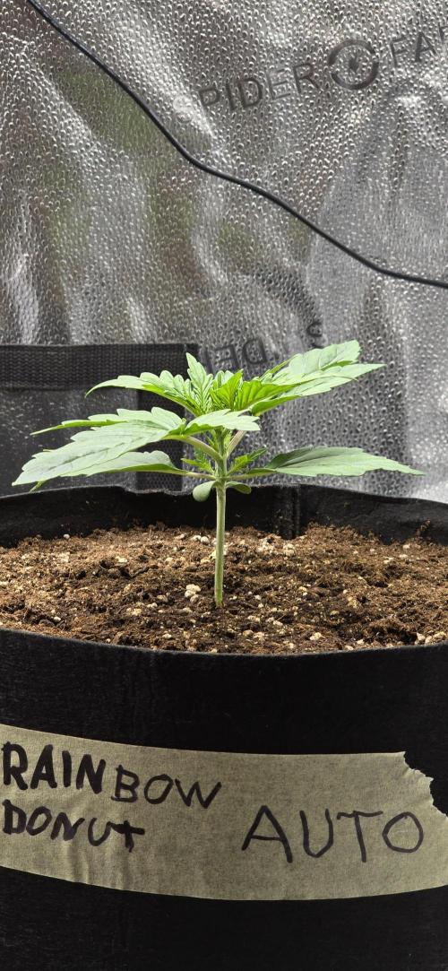 🔥3 Strains Chaos - Anesia Seeds grow. Week 2 - Rainbow Donut Day 11