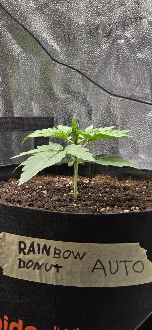 🔥3 Strains Chaos - Anesia Seeds grow. Week 2 - Rainbow Donut Day 12