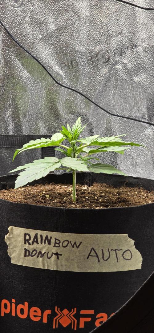 🔥3 Strains Chaos - Anesia Seeds grow. Week 2 - Rainbow Donut Day 13