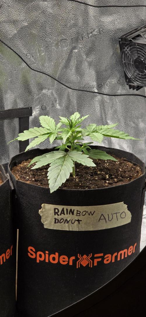 🔥3 Strains Chaos - Anesia Seeds grow. Week 2 - Rainbow Donut Day 14