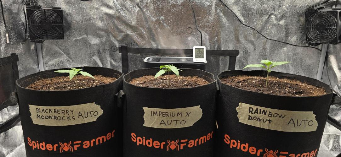 🔥3 Strains Chaos - Anesia Seeds grow. Week 2 - All 3 Day 8