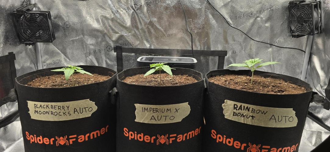 🔥3 Strains Chaos - Anesia Seeds grow. Week 2 - All 3 Day 9