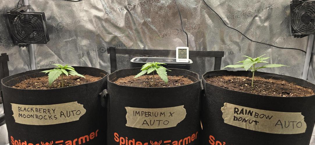 🔥3 Strains Chaos - Anesia Seeds grow. Week 2 - All 3 Day 10