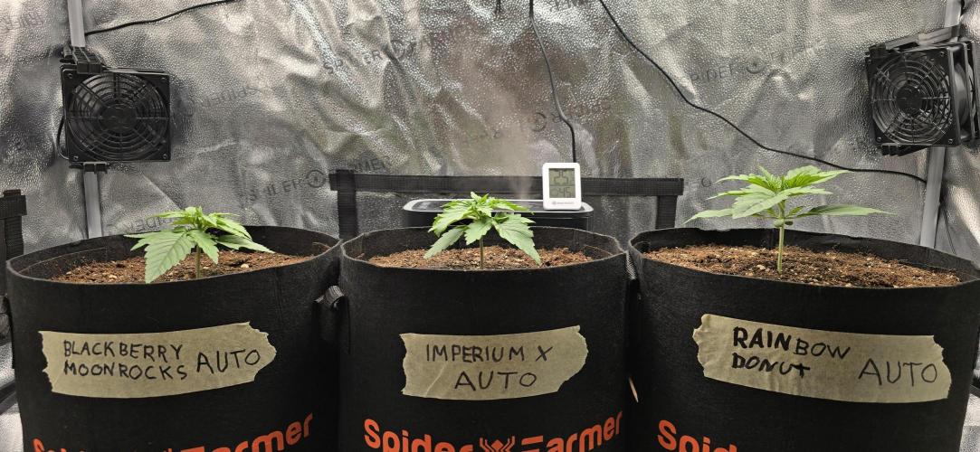 🔥3 Strains Chaos - Anesia Seeds grow. Week 2 - All 3 Day 11