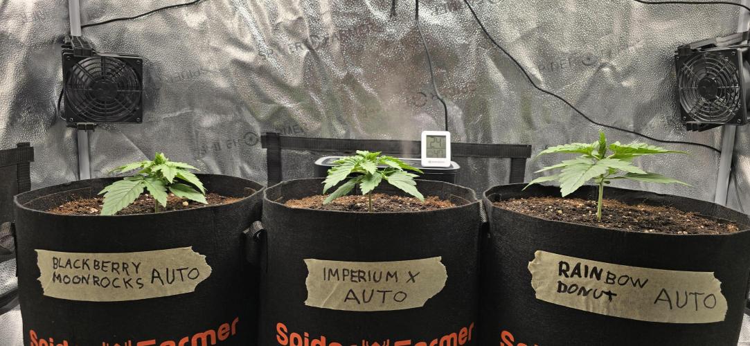 🔥3 Strains Chaos - Anesia Seeds grow. Week 2 - All 3 Day 12