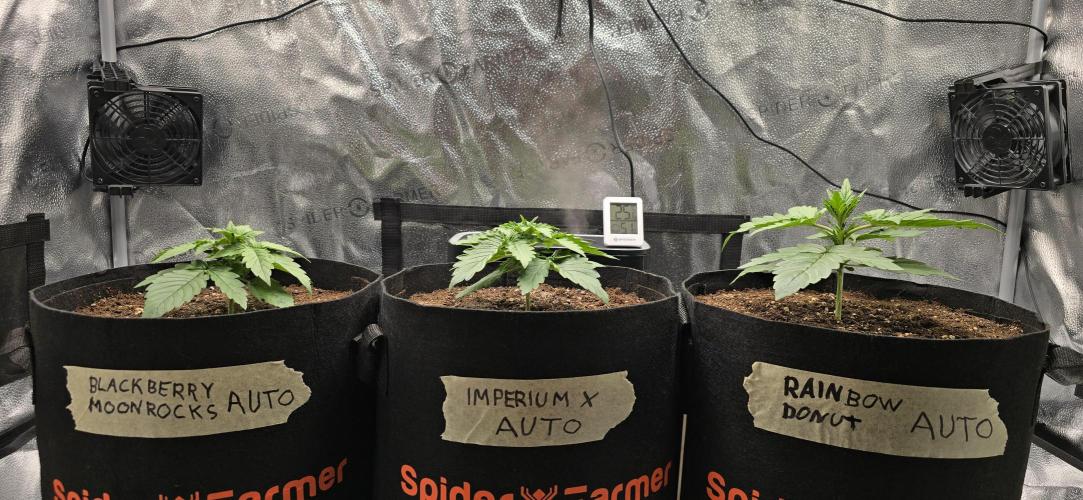 🔥3 Strains Chaos - Anesia Seeds grow. Week 2 - All 3 Day 13