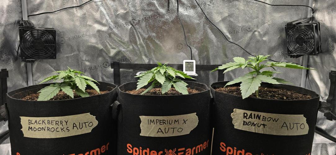 🔥3 Strains Chaos - Anesia Seeds grow. Week 2 - All 3 Day 14