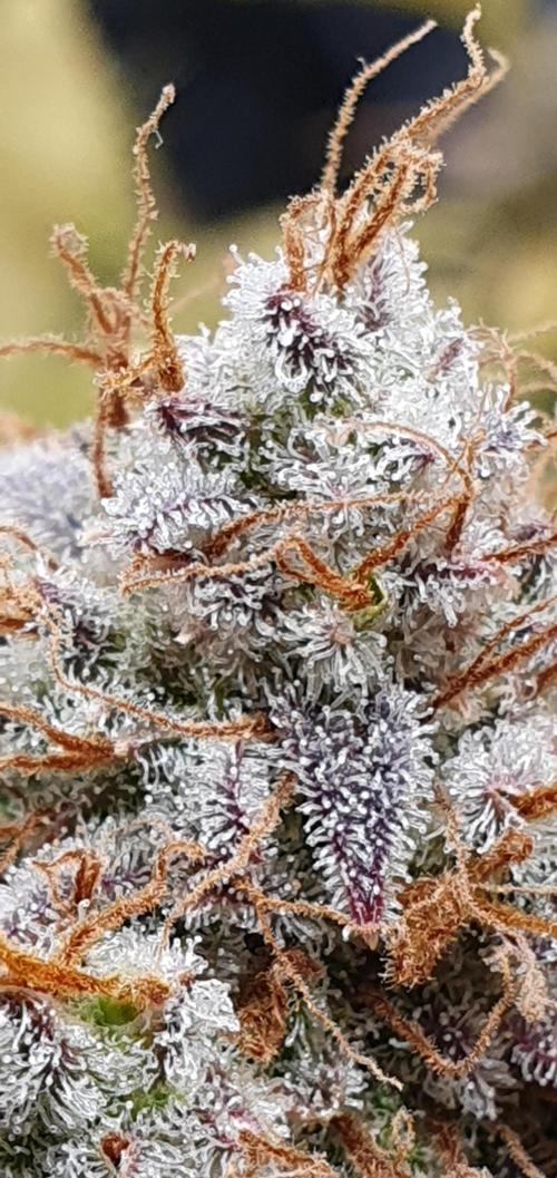 🍒First Growbox Grow Cherry Zoap Auto. Week 13 - trichomes are ready and milky