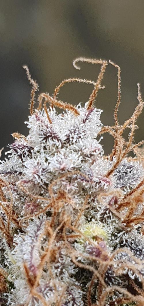 🍒First Growbox Grow Cherry Zoap Auto. Week 13 - trichomes are ready and milky