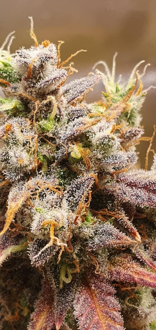 🍒First Growbox Grow Cherry Zoap Auto. Week 13 - trichomes are ready and milky