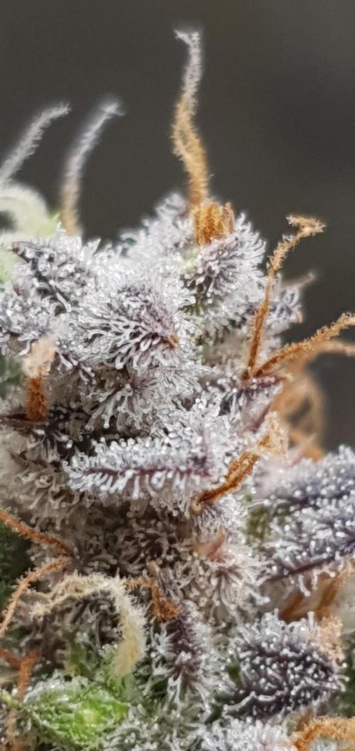 🍒First Growbox Grow Cherry Zoap Auto. Week 13 - trichomes are ready and milky