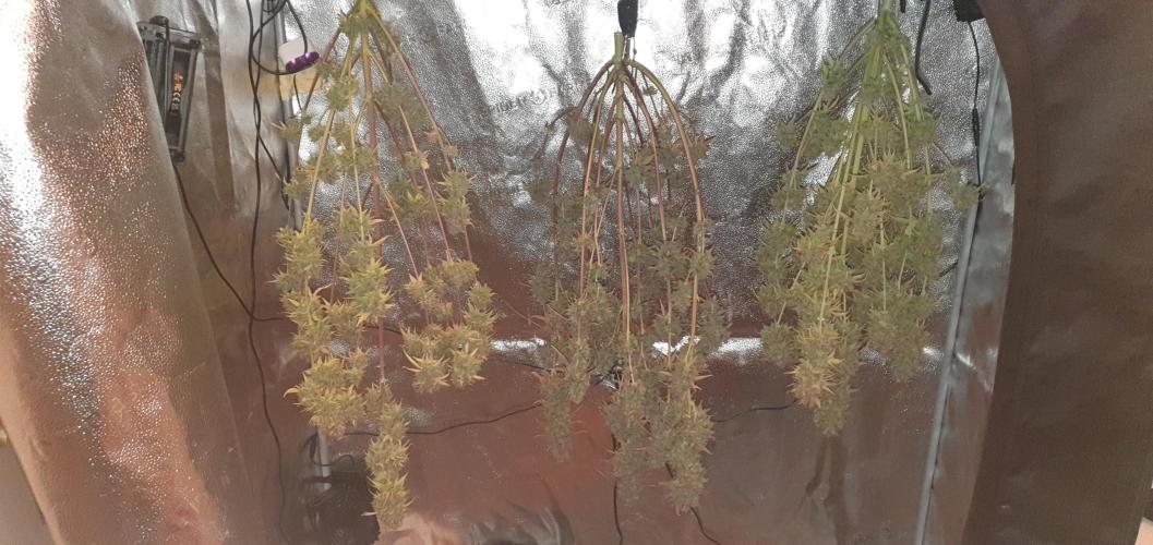 🍒First Growbox Grow Cherry Zoap Auto. Week 13 - all 3 plants hung upside down for drying