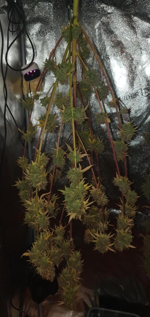 🍒First Growbox Grow Cherry Zoap Auto. Week 13 - 1 Plant