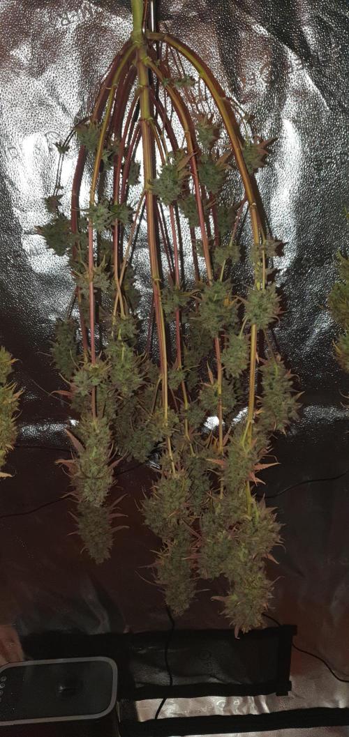 🍒First Growbox Grow Cherry Zoap Auto. Week 13 - 2 Plant