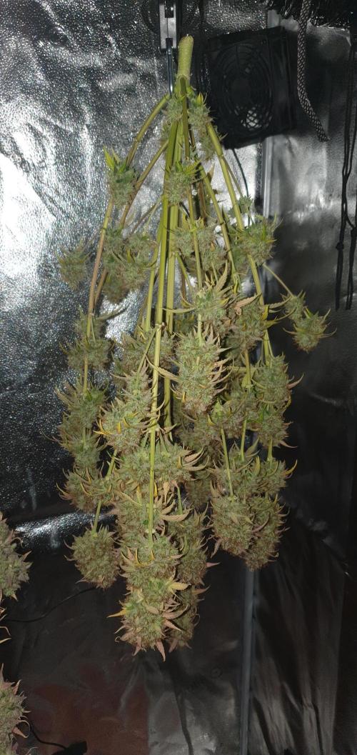 🍒First Growbox Grow Cherry Zoap Auto. Week 13 - 3 Plant