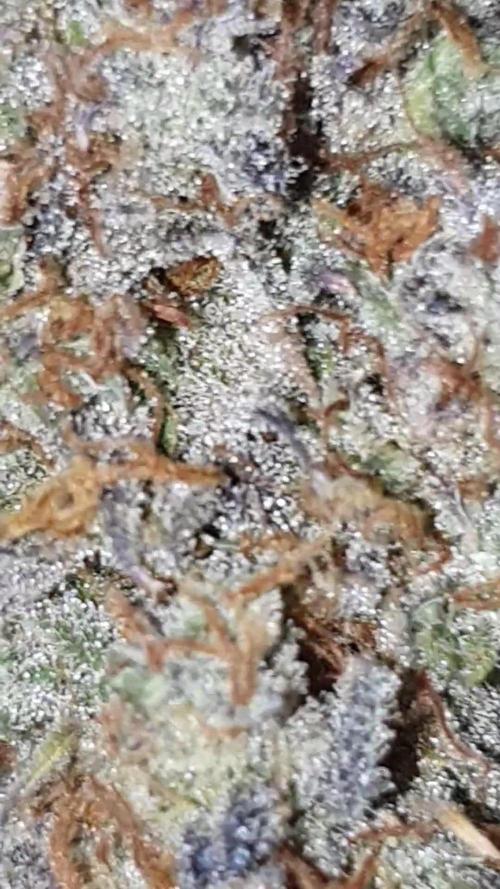 First ever Growbox Grow Cherry Zoap Auto