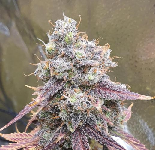 Cherry Zoap Autoflower. Week 13