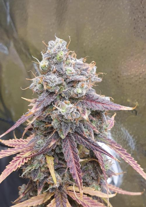 🍒First Growbox Grow Cherry Zoap Auto. Week 13 - Harvest time! the trichomes are so juicy milky white
