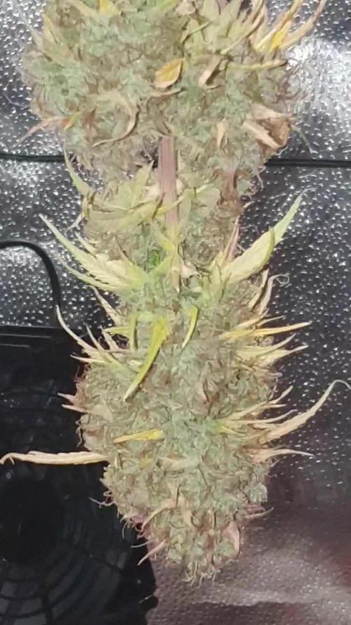 🍒First Growbox Grow Cherry Zoap Auto