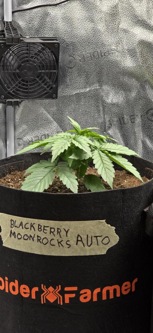 🔥3 Strains Chaos - Anesia Seeds grow. Week 3 - Blackberry Moonrocks Day 15