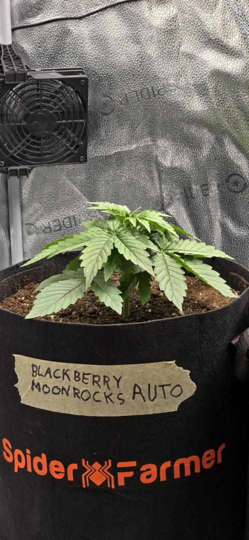 🔥3 Strains Chaos - Anesia Seeds grow. Week 3 - Blackberry Moonrocks Day 16