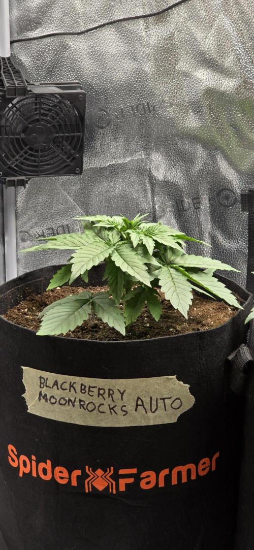 🔥3 Strains Chaos - Anesia Seeds grow. Week 3 - Blackberry Moonrocks Day 17