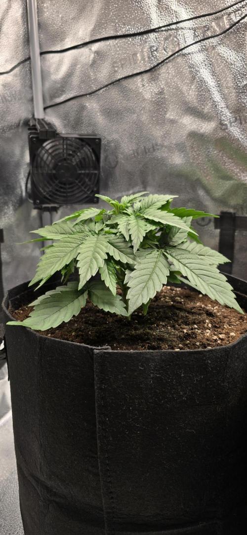 🔥3 Strains Chaos - Anesia Seeds grow. Week 3 - Blackberry Moonrocks Day 18