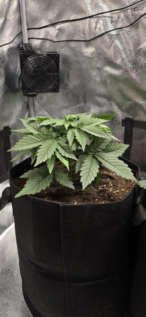 🔥3 Strains Chaos - Anesia Seeds grow. Week 3 - Blackberry Moonrocks Day 19