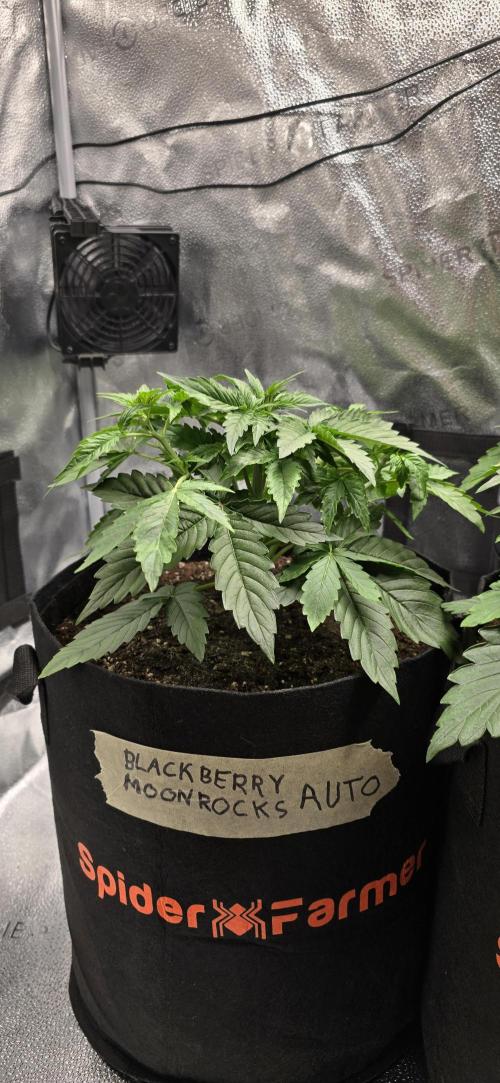 🔥3 Strains Chaos - Anesia Seeds grow. Week 3 - Blackberry Moonrocks Day 20