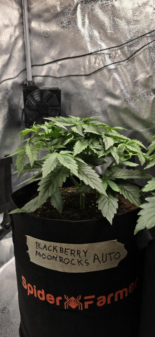 🔥3 Strains Chaos - Anesia Seeds grow. Week 3 - Blackberry Moonrocks Day 21