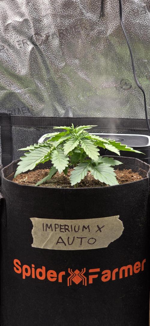 🔥3 Strains Chaos - Anesia Seeds grow. Week 3 - Imperium X Day 15