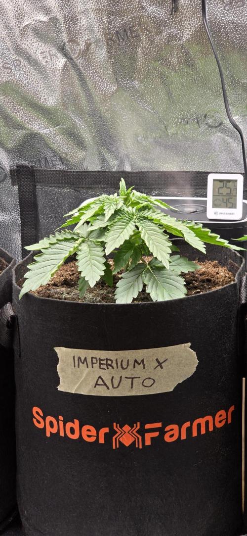 🔥3 Strains Chaos - Anesia Seeds grow. Week 3 - Imperium X Day 16