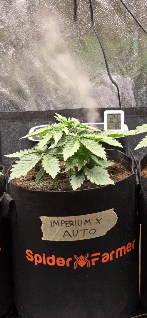 🔥3 Strains Chaos - Anesia Seeds grow. Week 3 - Imperium X Day 17