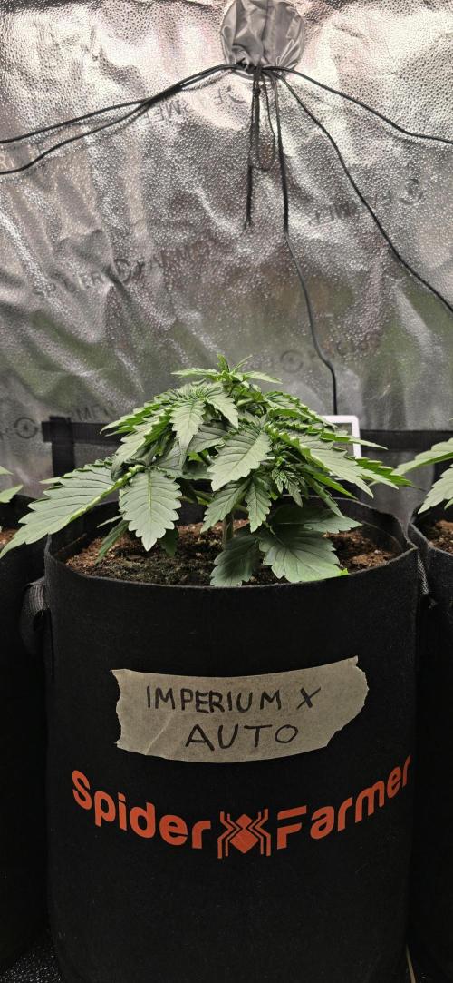 🔥3 Strains Chaos - Anesia Seeds grow. Week 3 - Imperium X Day 18