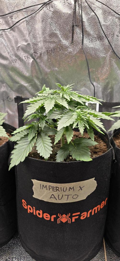 🔥3 Strains Chaos - Anesia Seeds grow. Week 3 - Imperium X Day 19