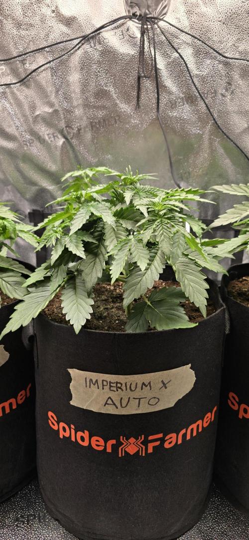 🔥3 Strains Chaos - Anesia Seeds grow. Week 3 - Imperium X Day 20