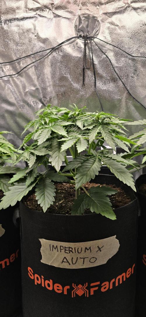 🔥3 Strains Chaos - Anesia Seeds grow. Week 3 - Imperium X Day 21