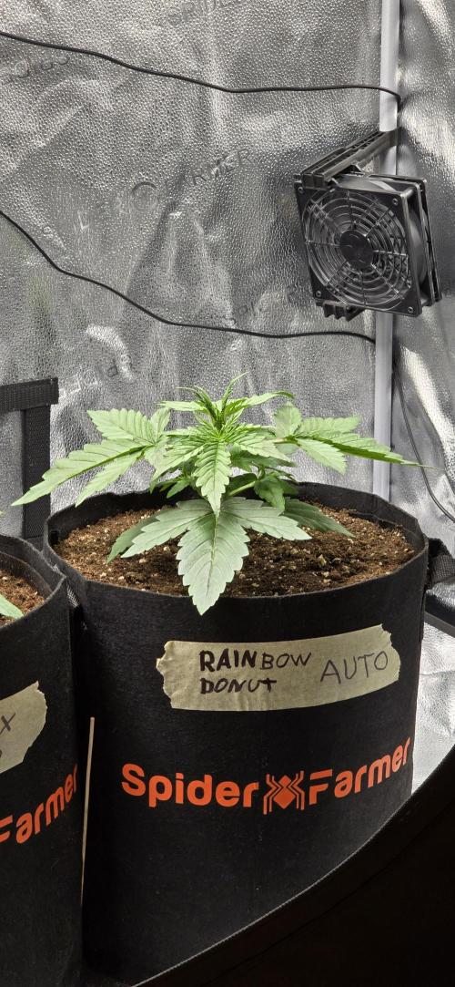 🔥3 Strains Chaos - Anesia Seeds grow. Week 3 - Rainbow Donut Day 15