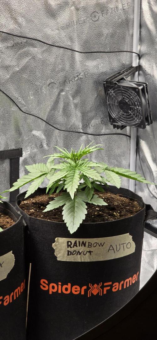 🔥3 Strains Chaos - Anesia Seeds grow. Week 3 - Rainbow Donut Day 16