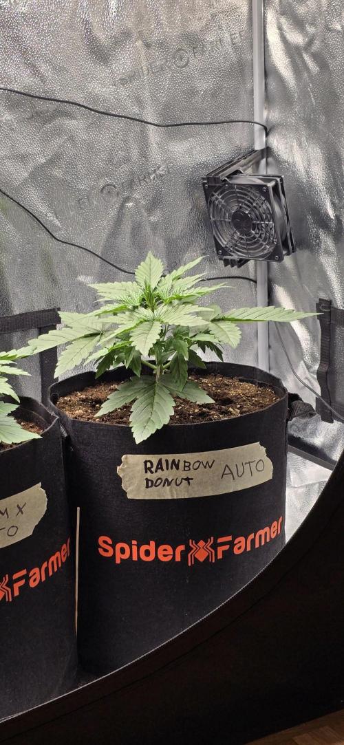 🔥3 Strains Chaos - Anesia Seeds grow. Week 3 - Rainbow Donut Day 17
