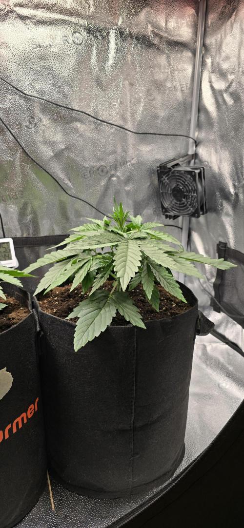 🔥3 Strains Chaos - Anesia Seeds grow. Week 3 - Rainbow Donut Day 18