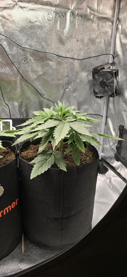 🔥3 Strains Chaos - Anesia Seeds grow. Week 3 - Rainbow Donut Day 19