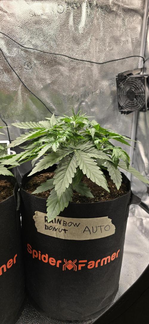 🔥3 Strains Chaos - Anesia Seeds grow. Week 3 - Rainbow Donut Day 20